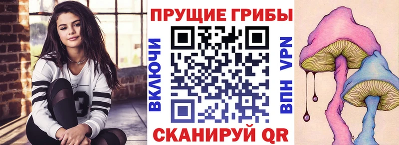 Псилоцибиновые грибы Psilocybe  кракен онион  Гатчина  где продают  